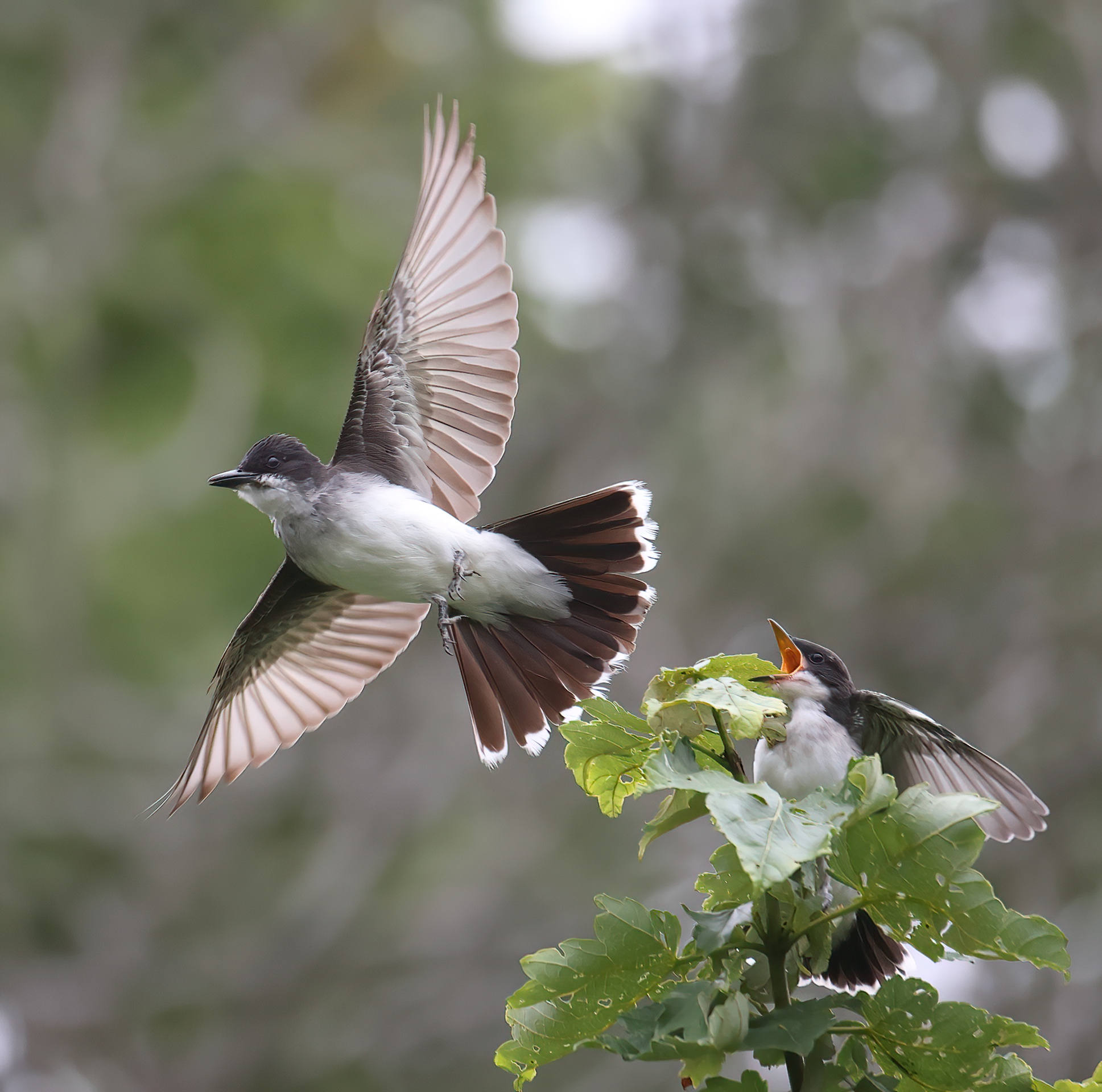 1st PrizeOpen Nature In Class 2 By Rich Giannola For Hurry Back SEP-2025.jpg